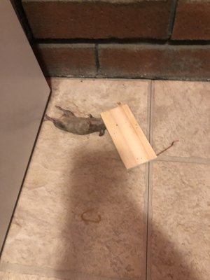 We have a mouse problem a month ago. We set up our own traps and caught one in the kitchen.