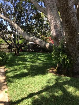 Backyard with a Camphor tree that needs to be removed.