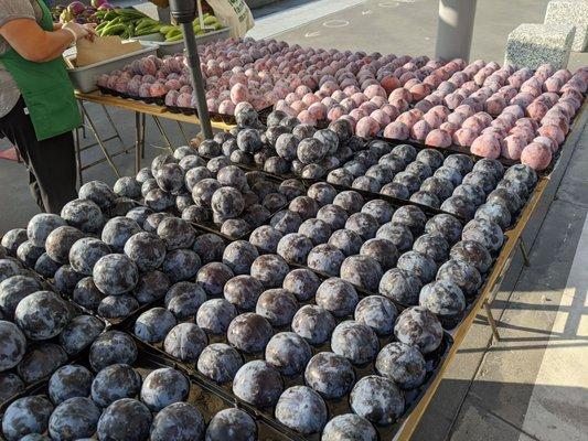 Plums and pluots, shelter in place