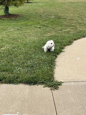 My pups relieving herself after a good exercise in the small dog area of rotary park.