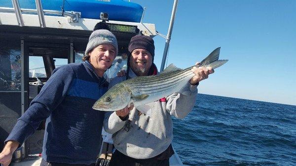 Striper Striped Bass on Twrecks Charters out of Atlantic City New Jersey November 2016