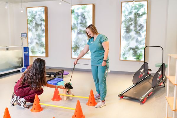 Sage Canine Rehabilitation Center