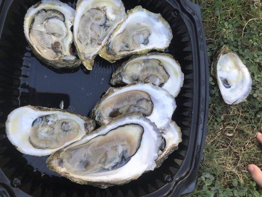 The best oysters on the half shell! $1.50 each plus $4 shucking fee.