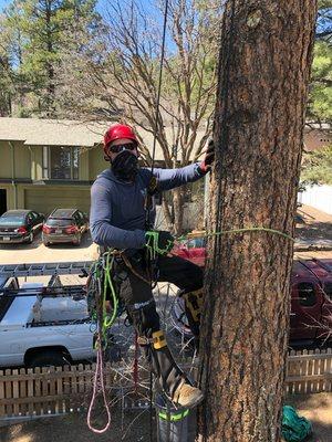 Tree services