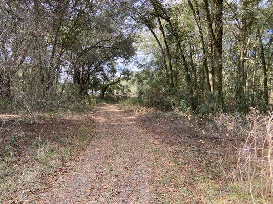 Path through Trilby Colored Cemetery