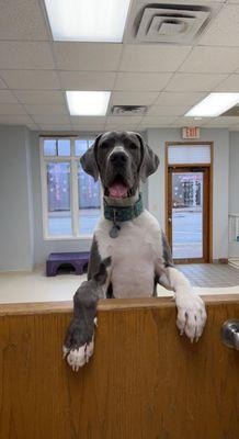 Catch a glimpse of curiosity in our Doggy Daycare with this adorable photo of a large Great Dane standing tall and peeking ov...