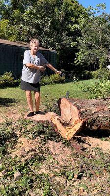 50ft 125-50yr old pine Death Tree. I did cry when she finally fell.