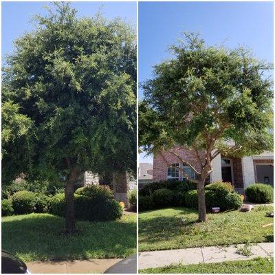 Tree Pruning