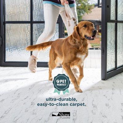 Carpet made to endure and withstand pet mishaps Pet Perfect from Shaw