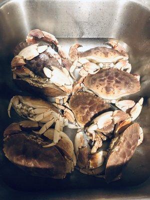 Live Rock crabs @ $2.99 /lb.