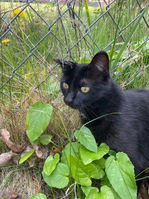 Humane Society of Western Montana