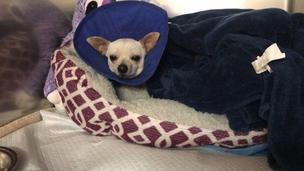 Our little Meyer recovery from his leg surgery. Love receiving updates from the staff on my pets recovery.