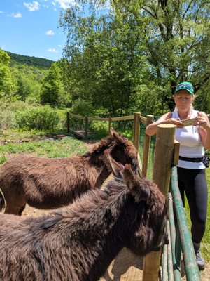 Miniature donkey!