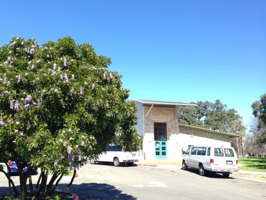 "Texas" Mountain Laurel Blooms. Spring is around the corner.