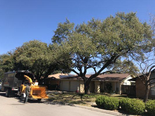 Tree work-before and after pictures.