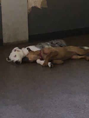 Nap time for one very sleepy puppy and her daycare bff.