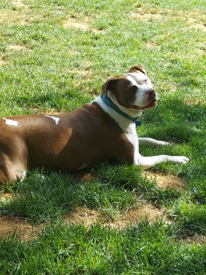 Maple soaking up the sun