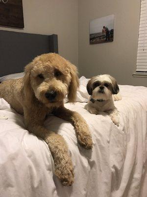 Goldendoodle and Maltese Shih Tzu