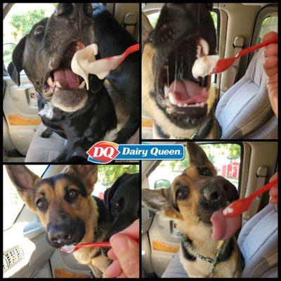 Dogs and Dairy Queen