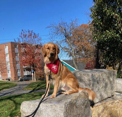 A Sit Stay certainly makes it easier to get a good picture taken!