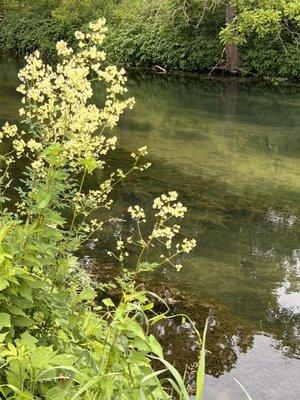 South Branch Root River (there were a lot of trout running in this river!)