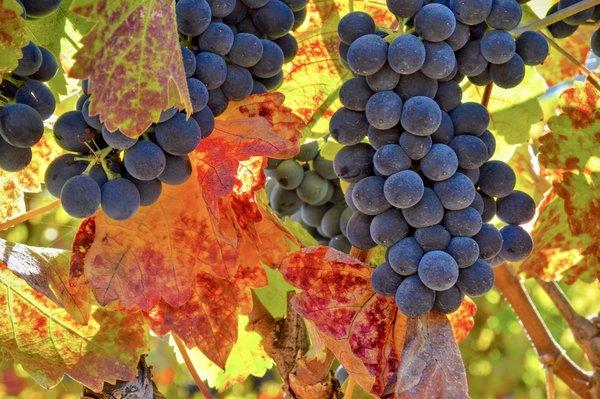 Wine grapes at harvest time.