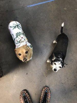 Clyde and Metro, the shop doggies. They like pets.