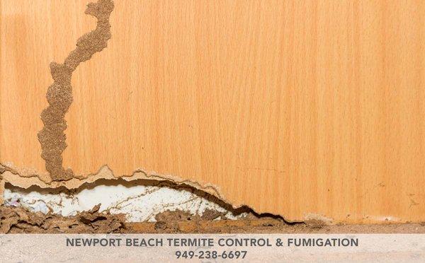 Newport Beach Termite Control & Fumigation 224 Marine Ave Newport Beach, CA 92662 (949) 238-6697 http://www.octermitepros.com