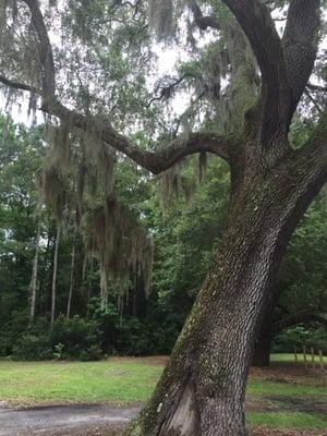 Old oak tree