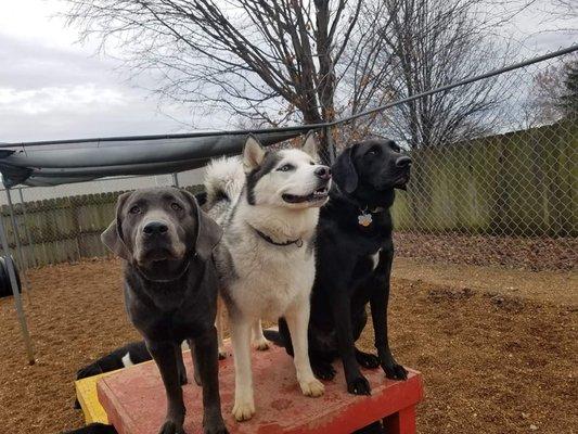 Happy Tails Doggie Daycare & Boarding