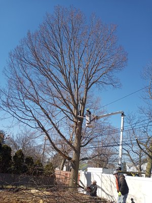 Tree Trimming Topping or Pruning