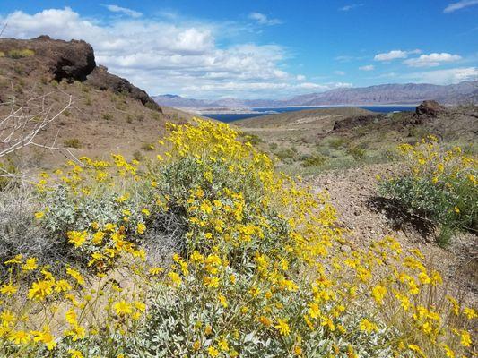 A spring wildflower bloom on the bluffs overlooking the Lake Mead part of the Colorado River.