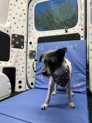 My terrier in their work vehicle.