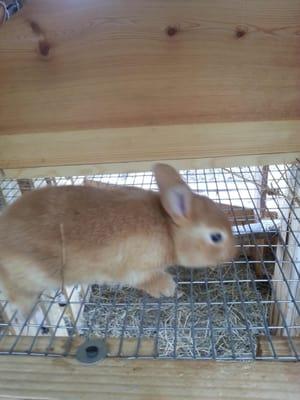 Not reallly work related, but who can resist a baby bunny pic