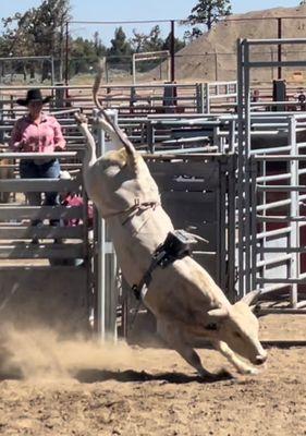 Soksoda Bucking Bulls