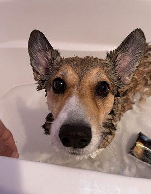 If your dog hates the groomer, we can help train a calmer response! Baths, brushing, nail trims, etc. can become much more relaxing.