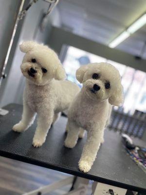 @bichon @doggrooming @dodgecity