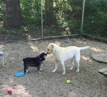 Piper with her vacation buddy