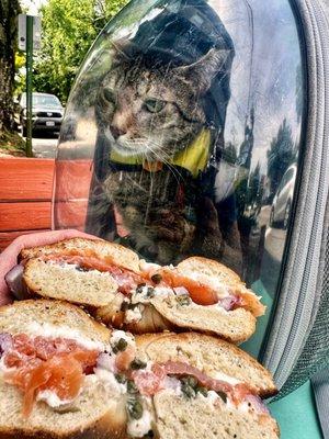 The Captain on the cat-friendly patio!