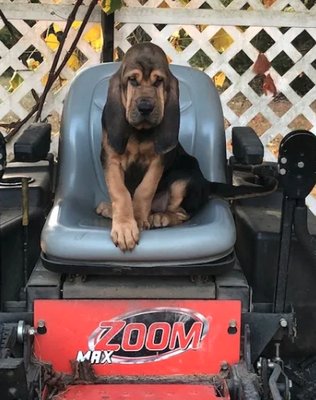 Bill's bloodhound Puppies