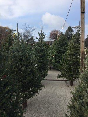 L & M Tree Farm