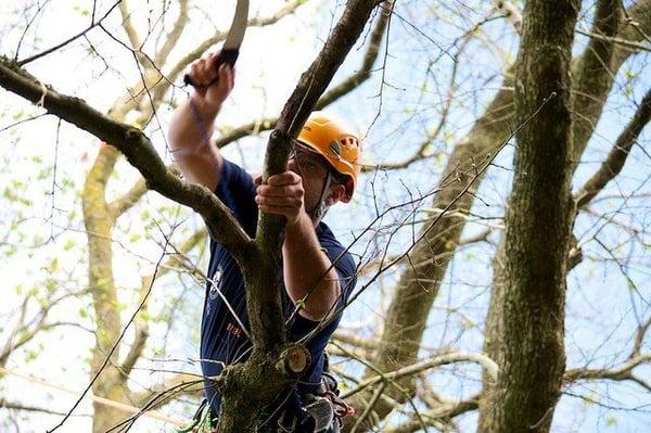 AAA Tree Service