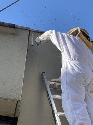 Removing a bee hive for  La Mirada school district