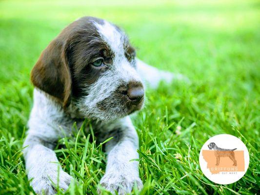 A male Wirehaired Pointing Griffon puppy for sale in Montana.