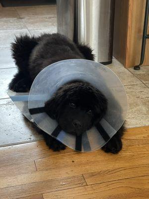 Puppy recovering after surgery