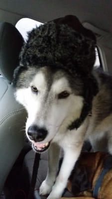 Elmie in my car on the way to a snowy dog park visit.