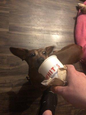 My dog eating frozen custard