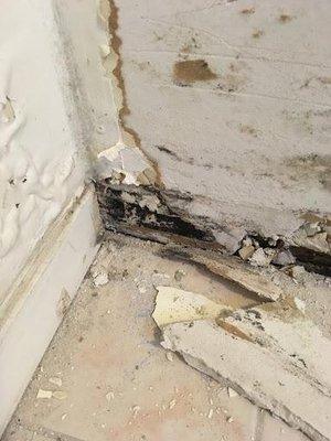 Water damage can quickly turn into mold and cause health problems