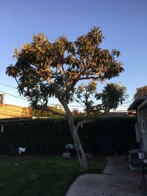 Banning Tree Service