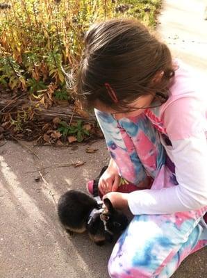 Rosa-Marie getting her harness-on! My daughter loved taking her out in the grass for exercise! Rosa Loved it!!